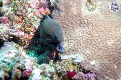    Mareste fotografia 

WeDive - Maldive 2019