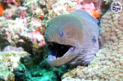    Mareste fotografia 

WeDive - Maldive 2019