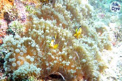    Mareste fotografia 

WeDive - Maldive 2019