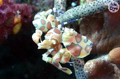    Mareste fotografia 

WeDive - Maldive 2019