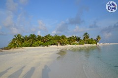    Mareste fotografia 

WeDive - Maldive 2019