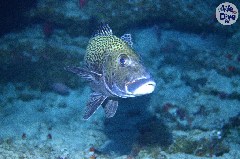    Mareste fotografia 

WeDive - Maldive 2019