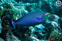    Mareste fotografia 

WeDive - Maldive 2019