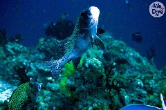    Mareste fotografia 

WeDive - Maldive 2019