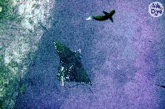    Mareste fotografia 

WeDive - Maldive 2019