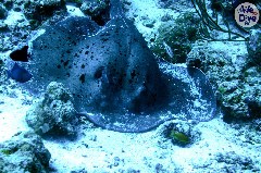    Mareste fotografia 

WeDive - Maldive 2019