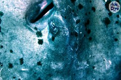    Mareste fotografia 

WeDive - Maldive 2019