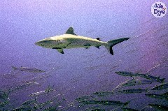    Mareste fotografia 

WeDive - Maldive 2019