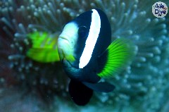    Mareste fotografia 

WeDive - Maldive 2019