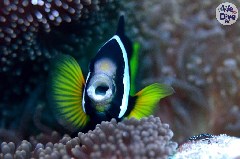    Mareste fotografia 

WeDive - Maldive 2019