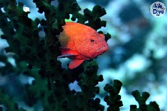    Mareste fotografia 

WeDive - Maldive 2019