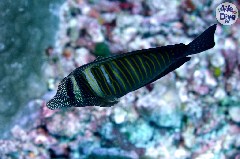    Mareste fotografia 

WeDive - Maldive 2019