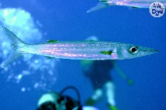    Mareste fotografia 

WeDive - Maldive 2019