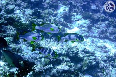    Mareste fotografia 

WeDive - Maldive 2019