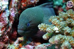    Mareste fotografia 

WeDive - Maldive 2019