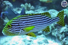    Mareste fotografia 

WeDive - Maldive 2019