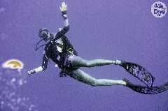    Mareste fotografia 

WeDive - Maldive 2019