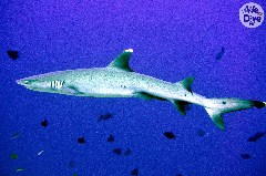    Mareste fotografia 

WeDive - Maldive 2019