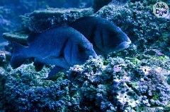    Mareste fotografia 

WeDive - Maldive 2019