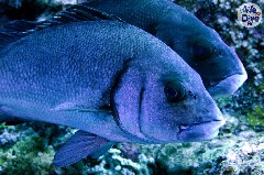    Mareste fotografia 

WeDive - Maldive 2019