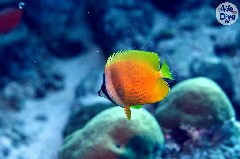    Mareste fotografia 

WeDive - Maldive 2019