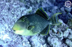    Mareste fotografia 

WeDive - Maldive 2019