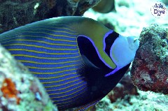    Mareste fotografia 

WeDive - Maldive 2019