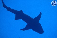    Mareste fotografia 

WeDive - Maldive 2019