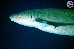    Mareste fotografia 

WeDive - Maldive 2019