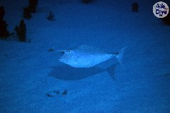    Mareste fotografia 

WeDive - Maldive 2019