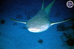    Mareste fotografia 

WeDive - Maldive 2019