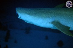    Mareste fotografia 

WeDive - Maldive 2019