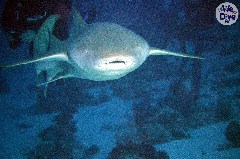    Mareste fotografia 

WeDive - Maldive 2019