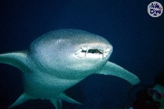    Mareste fotografia 

WeDive - Maldive 2019