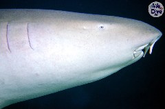    Mareste fotografia 

WeDive - Maldive 2019