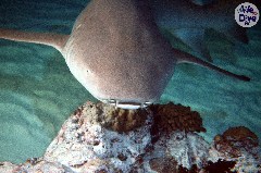    Mareste fotografia 

WeDive - Maldive 2019