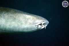    Mareste fotografia 

WeDive - Maldive 2019