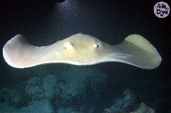    Mareste fotografia 

WeDive - Maldive 2019