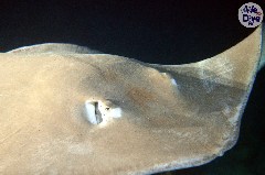    Mareste fotografia 

WeDive - Maldive 2019