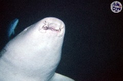    Mareste fotografia 

WeDive - Maldive 2019