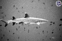    Mareste fotografia 

WeDive - Maldive 2019