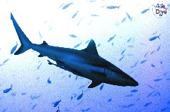    Mareste fotografia 

WeDive - Maldive 2019