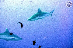    Mareste fotografia 

WeDive - Maldive 2019