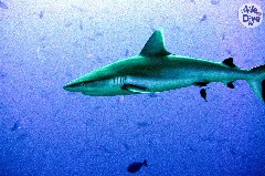    Mareste fotografia 

WeDive - Maldive 2019