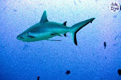    Mareste fotografia 

WeDive - Maldive 2019