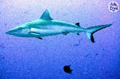    Mareste fotografia 

WeDive - Maldive 2019