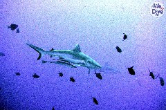    Mareste fotografia 

WeDive - Maldive 2019