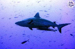    Mareste fotografia 

WeDive - Maldive 2019