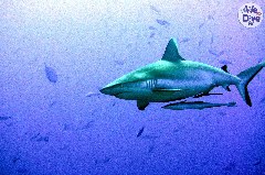    Mareste fotografia 

WeDive - Maldive 2019