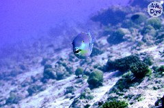    Mareste fotografia 

WeDive - Maldive 2019